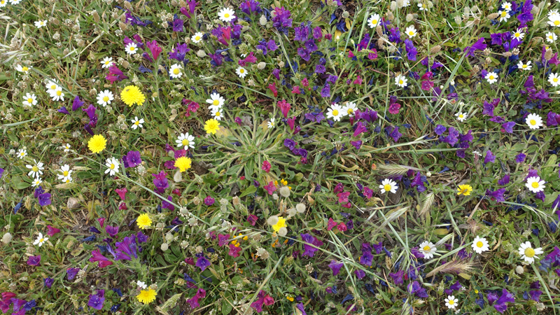 2016-05-07_140545 sardinien-2016.jpg - Frhlingsbltenpracht